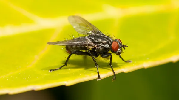 Casa común volar — Foto de Stock