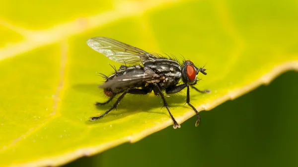 Mouche de maison commune — Photo