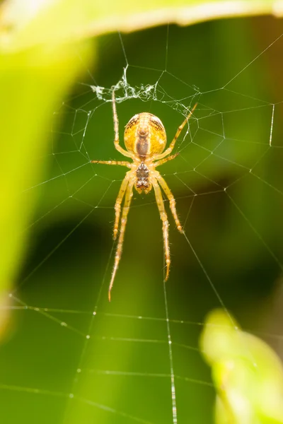 Large spider in a web — Stock Photo, Image