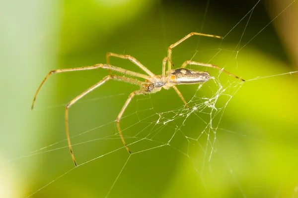 Large spider in a web — Stock Photo, Image