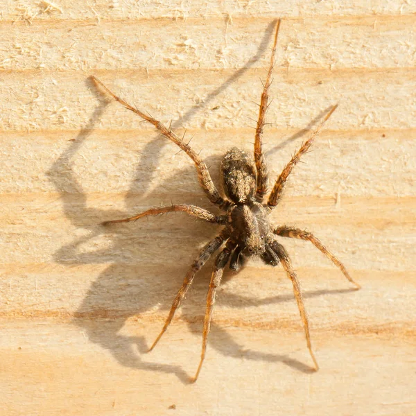 Grande aranha — Fotografia de Stock