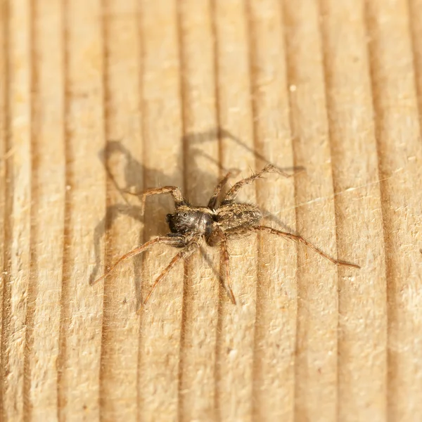 Grande aranha — Fotografia de Stock