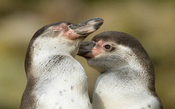 Close-up de um pinguim humboldt — Fotografia de Stock