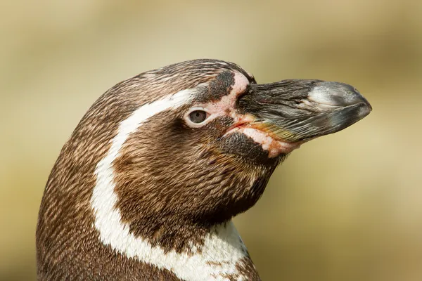 Primer plano de un pingüino humboldt —  Fotos de Stock
