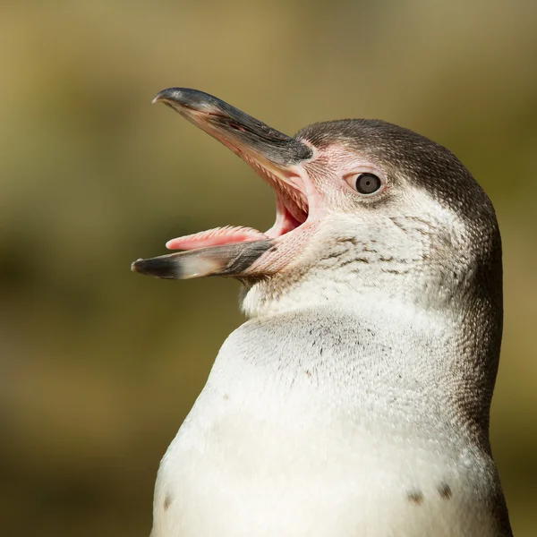 Gros plan d'un pingouin humboldt — Photo