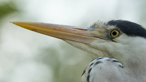 Close-up van een blauwe reiger — Stockfoto