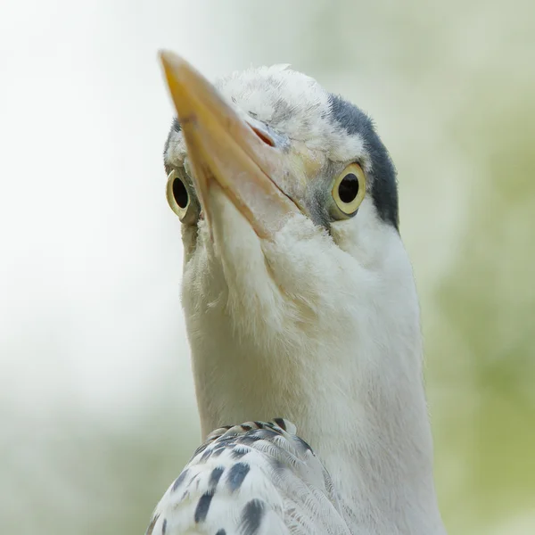 Nahaufnahme eines großen blauen Reihers — Stockfoto