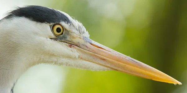 Close-up van een blauwe reiger — Stockfoto