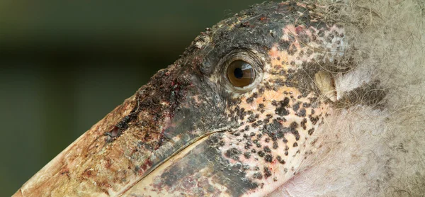 Extrem närbild av en marabu — Stockfoto