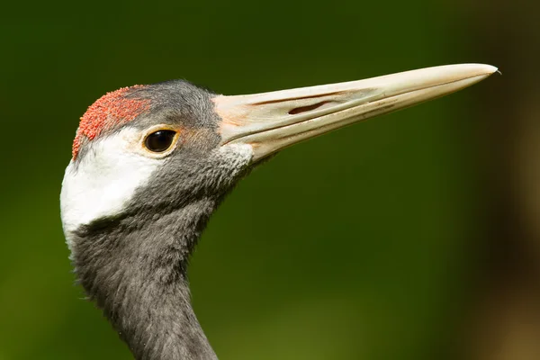 Close-up of a red-crowned crane — Stock Photo, Image