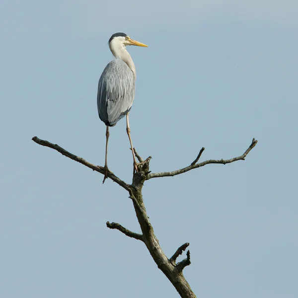 Grote blauwe reiger — Stockfoto