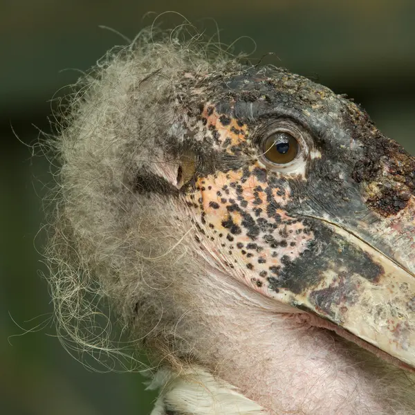 Extrem närbild av en marabu — Stockfoto