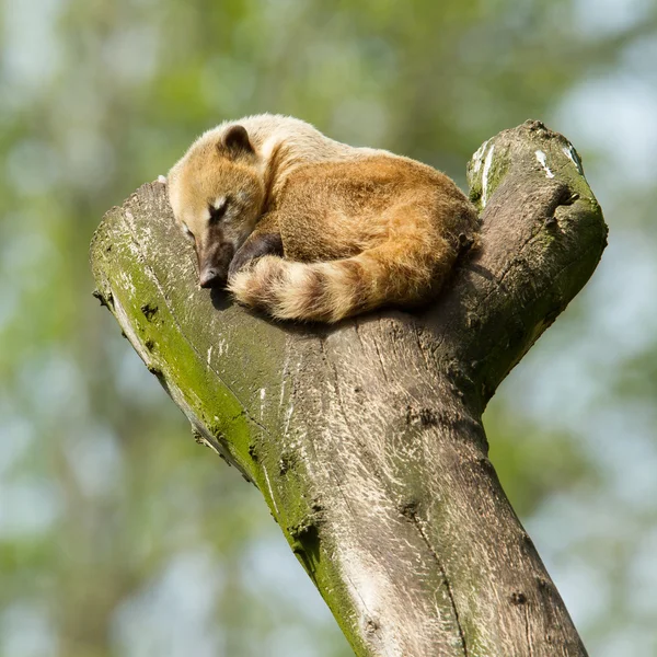 Спящая коатимунди — стоковое фото