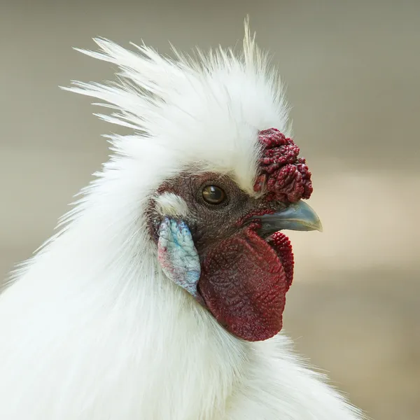 Vit kyckling på en holländsk gård — Stockfoto