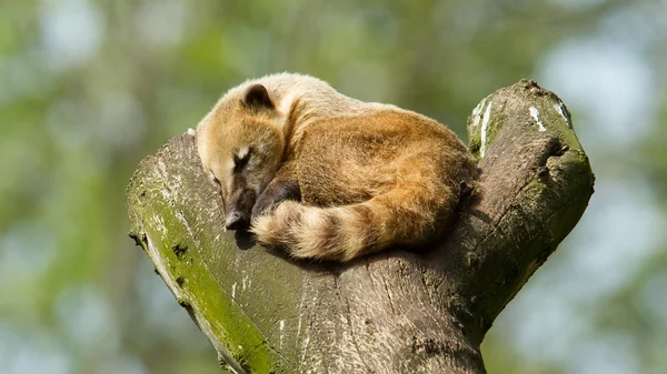 Sovande coatimundi — Stockfoto