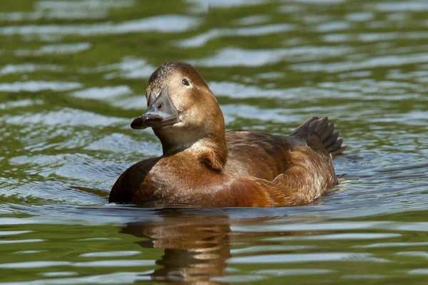 Un'anatra selvatica che nuota — Foto Stock