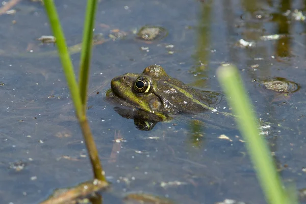在春天的池塘里的青蛙 — 图库照片