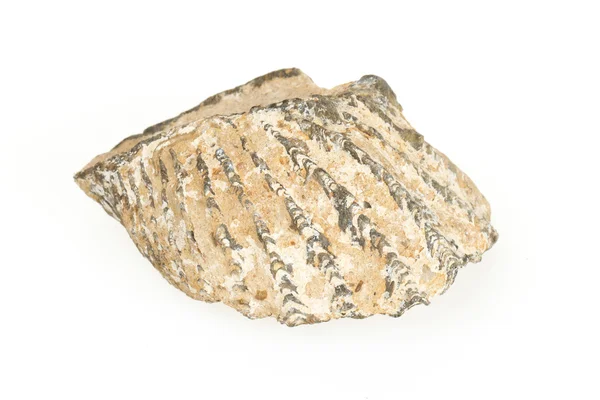 Fósil muy antiguo de una concha — Foto de Stock