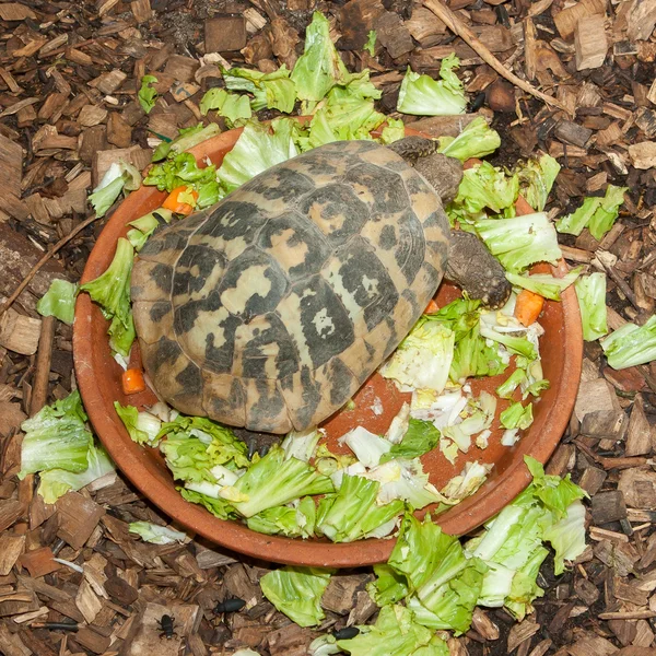 Tortuga de Hermann, tortuga en ensaladera —  Fotos de Stock