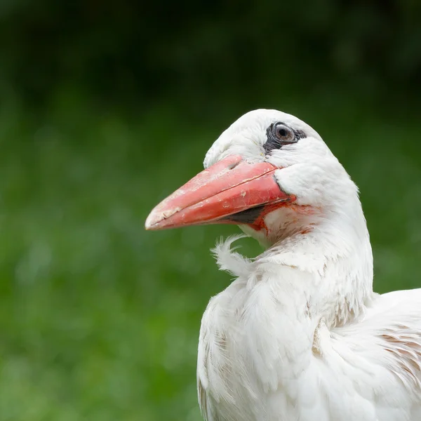 Cicogna nel suo habitat naturale — Foto Stock