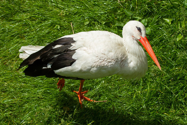 Stork in its natural habitat