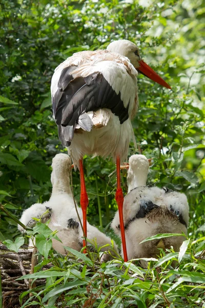 2 つの雛を持つコウノトリ — ストック写真