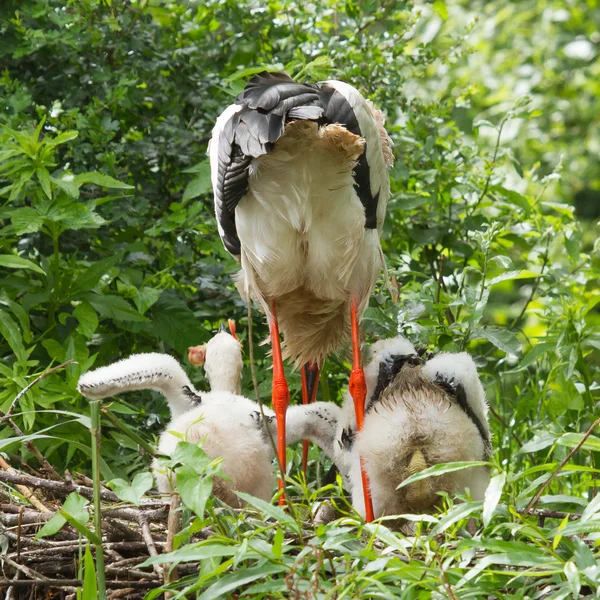 Stork with two chicks — Stock Photo, Image