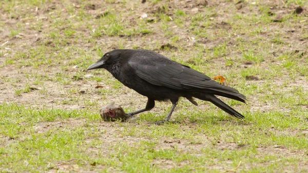 Corbeau mangeant un morceau de viande — Photo