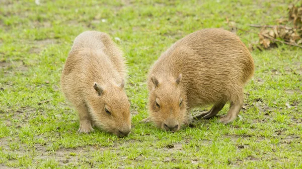 Kapybara (Hydrochoerus hydrochaeris) — Stockfoto