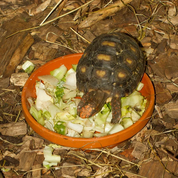 サラダボウルに小さいカメ — ストック写真