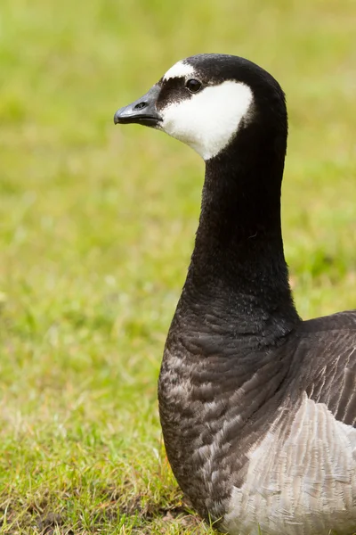 Close-up of a Barnacle Goose — Stock Photo, Image