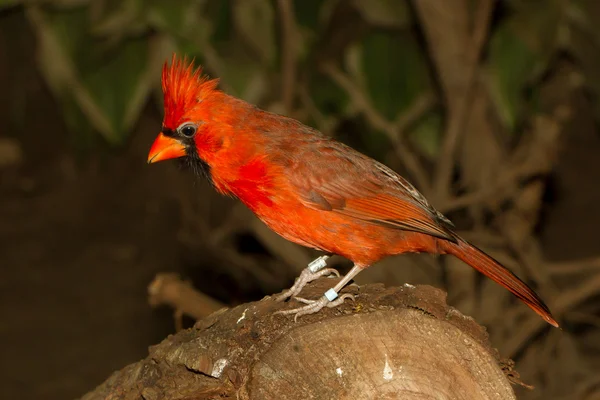 Cardenal del Norte en cautiverio —  Fotos de Stock