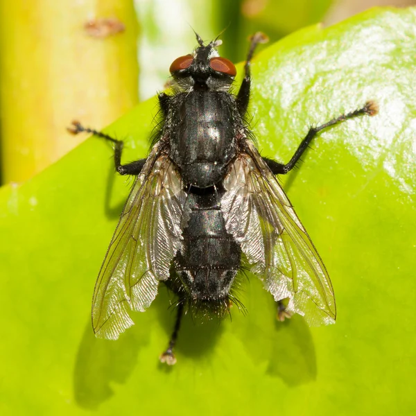 Housefly em uma folha verde — Fotografia de Stock