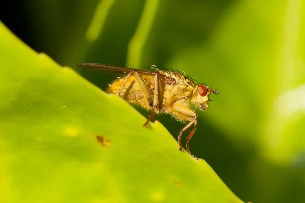 Grön fluga på ett löv — Stockfoto