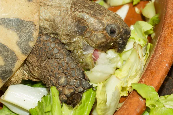 Tortuga de Hermann, ensalada para comer tortugas —  Fotos de Stock