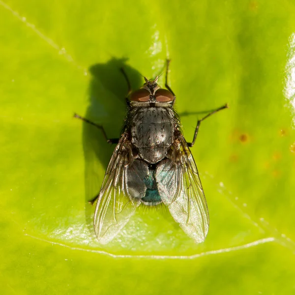 Fluga på ett grönt blad — Stockfoto
