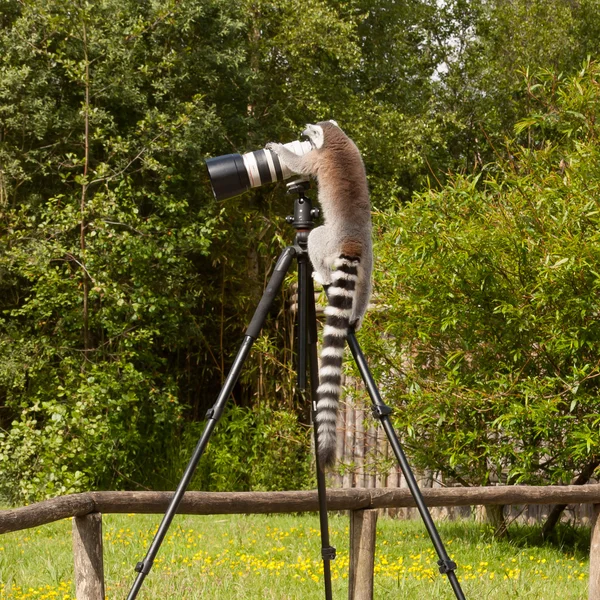 Ringstaartmaki zittend op statief — Stockfoto