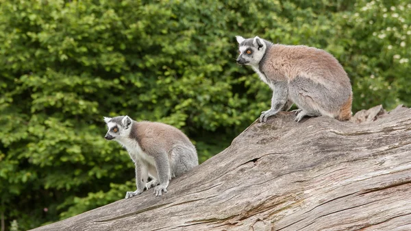 Lémures de cola anillada en cautividad —  Fotos de Stock