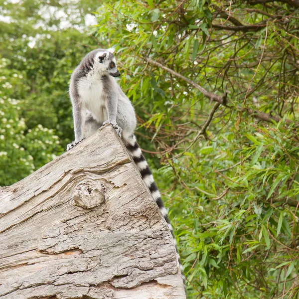 Ring-tailed lemur in captivity — Stock Photo, Image