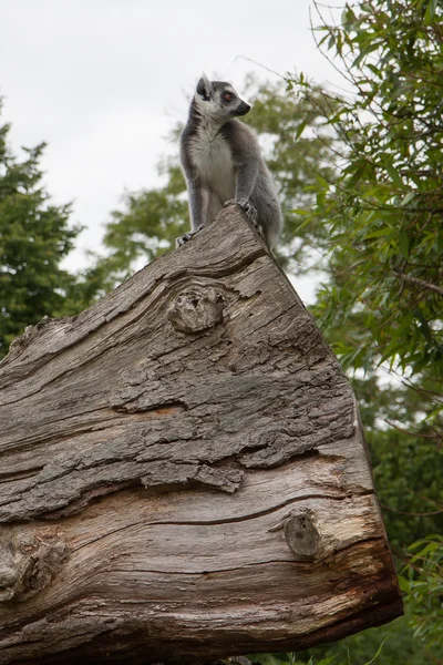 Ring-Tailed lemur esaret içinde — Stok fotoğraf