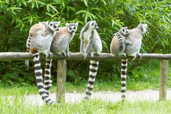 Ogoniasty lemur w niewoli — Zdjęcie stockowe