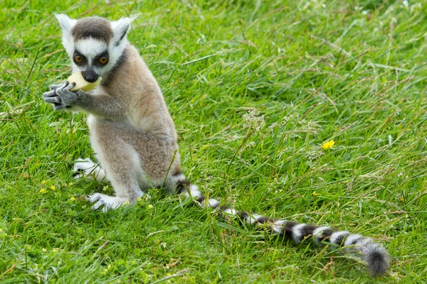 Ogoniasty lemur jedzenia owoców — Zdjęcie stockowe