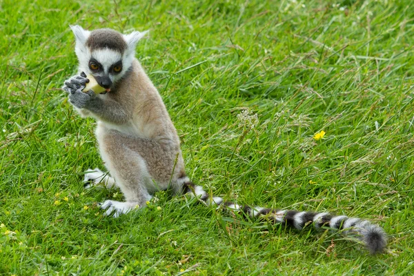 Lémurien à queue cerclée mangeant des fruits — Photo