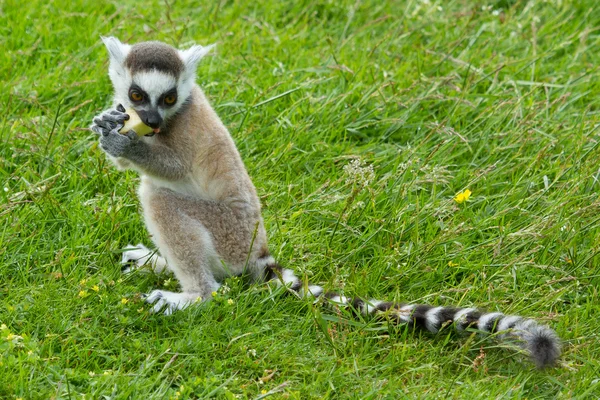 Ring-tailed lemur eating fruit — Stock Photo, Image