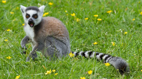 Ring-tailed lemur eating fruit — Stock Photo, Image