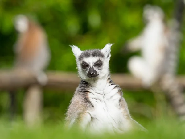 Sunbathing ring-tailed lemur in captivity — Stock Photo, Image