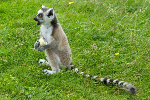 Ring-tailed lemur eating fruit — Stock Photo, Image