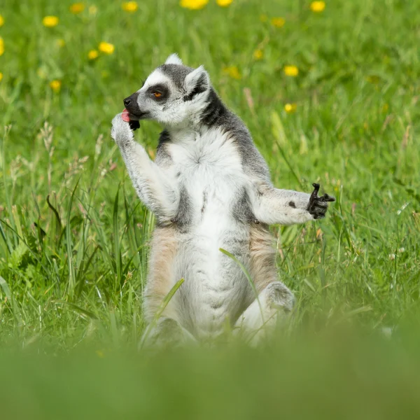 Opalování lemur kata v zajetí — Stock fotografie