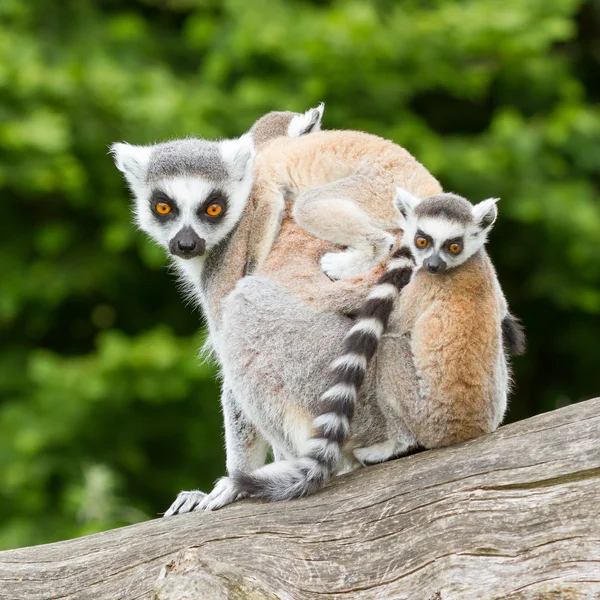 Ring-Tailed lemur esaret içinde — Stok fotoğraf