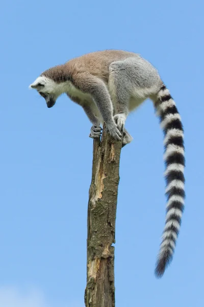 Bir ağaçta Ring-Tailed Maki — Stok fotoğraf